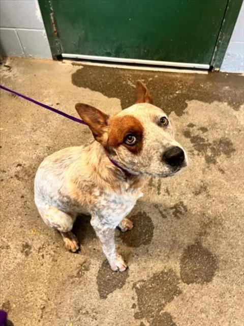 A young medium-sized male Australian Cattle Dog / Blue Heeler dog named Blondie for adoption in Woodland, CA