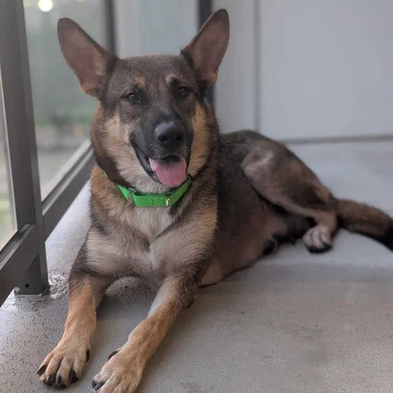 A young medium-sized female Black German Shepherd Dog dog named Venus for adoption in Houston, TX
