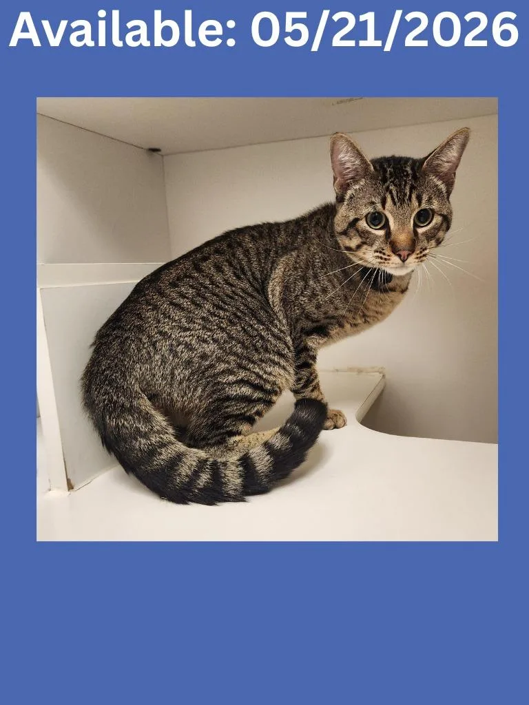 A young large-sized male Domestic Short Hair cat named Cat Condo for adoption in Greenville, TX