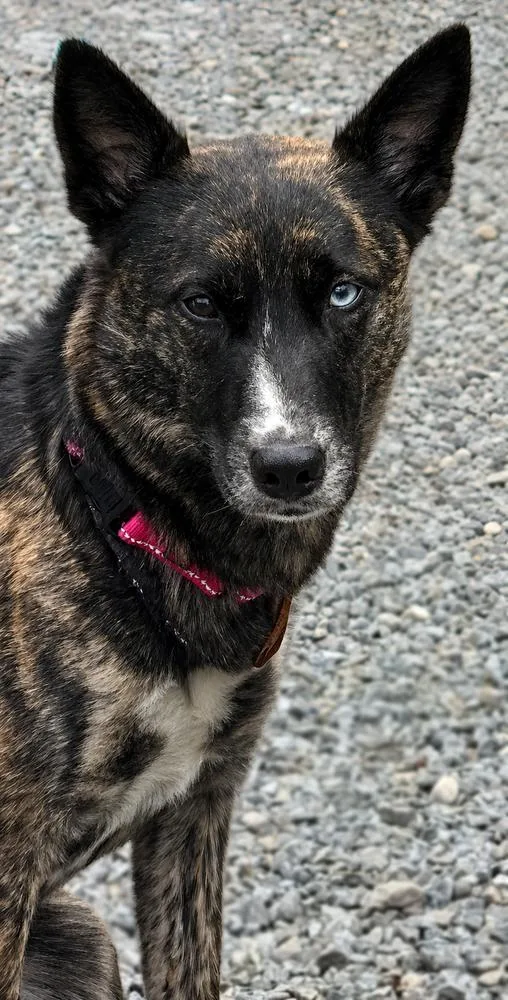 A young medium-sized female Tricolor (Brown, Black, & White) Shepherd dog named Stormy for adoption in Thompson, PA
