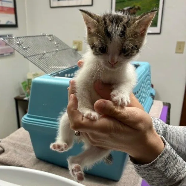A baby medium-sized female Domestic Short Hair cat named Bubbles for adoption in West Orange, NJ