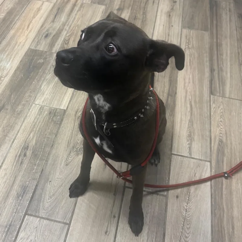 A young medium-sized male Brown / Chocolate Mixed Breed dog named Mike for adoption in Henderson, KY