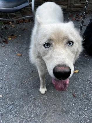 An adult medium-sized female Siberian Husky dog named Snowy for adoption in Atlanta, GA
