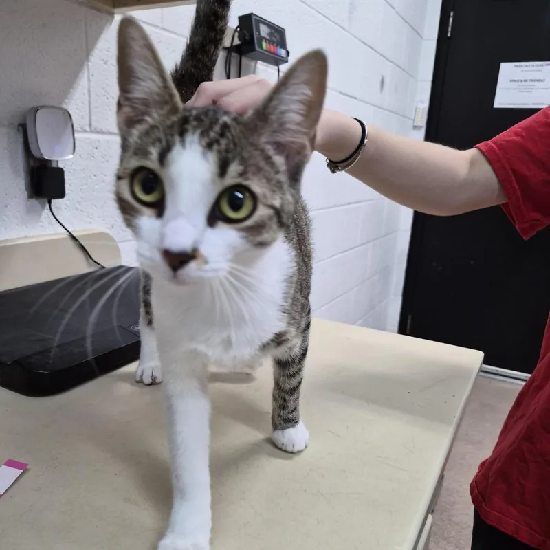 A young medium-sized female Black Domestic Short Hair cat named Natasha for adoption in Ardmore, OK