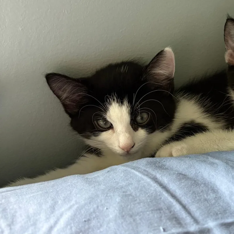 A baby small-sized male Domestic Short Hair cat named Pearl for adoption in Newark, DE