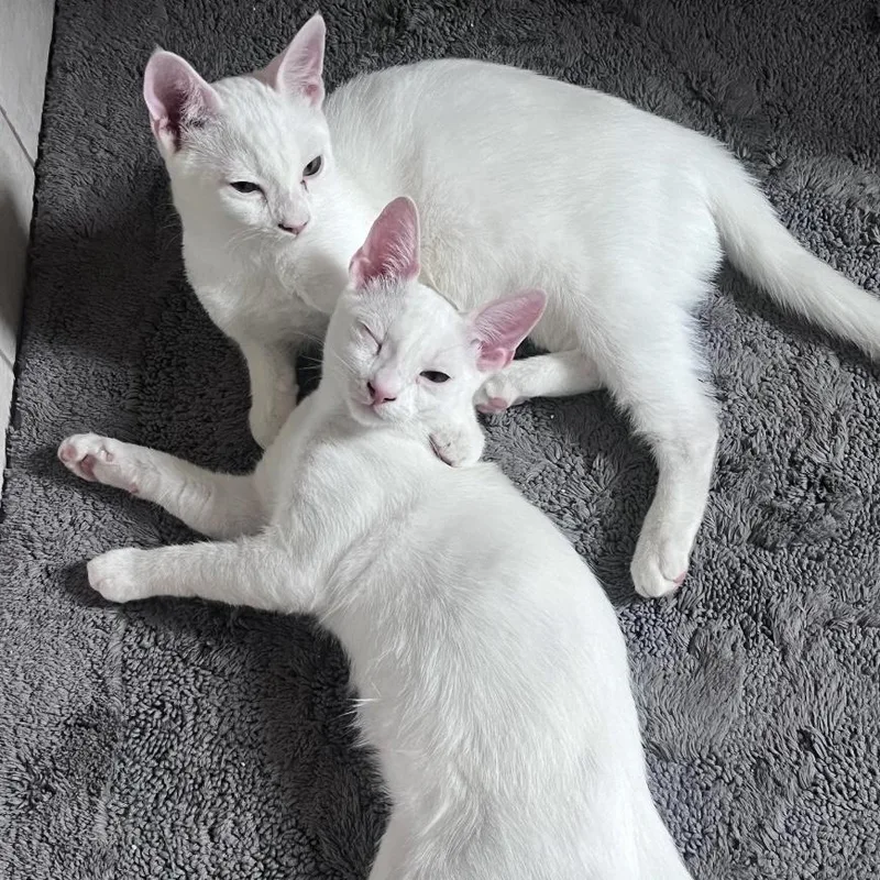 Laura’s Brothers thumbnail 2