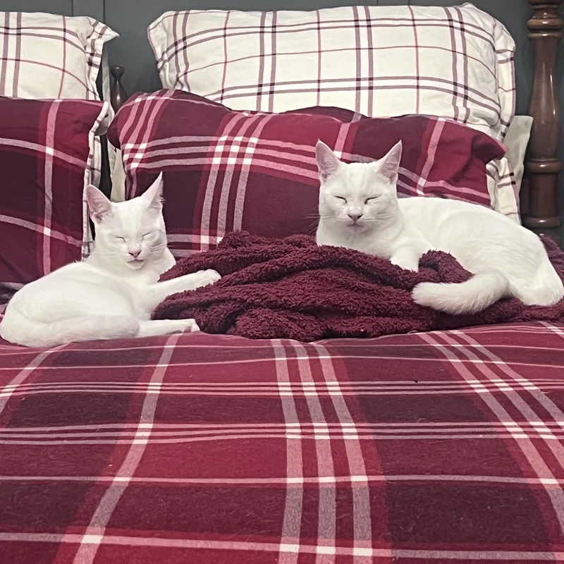 Laura’s Brothers thumbnail 3