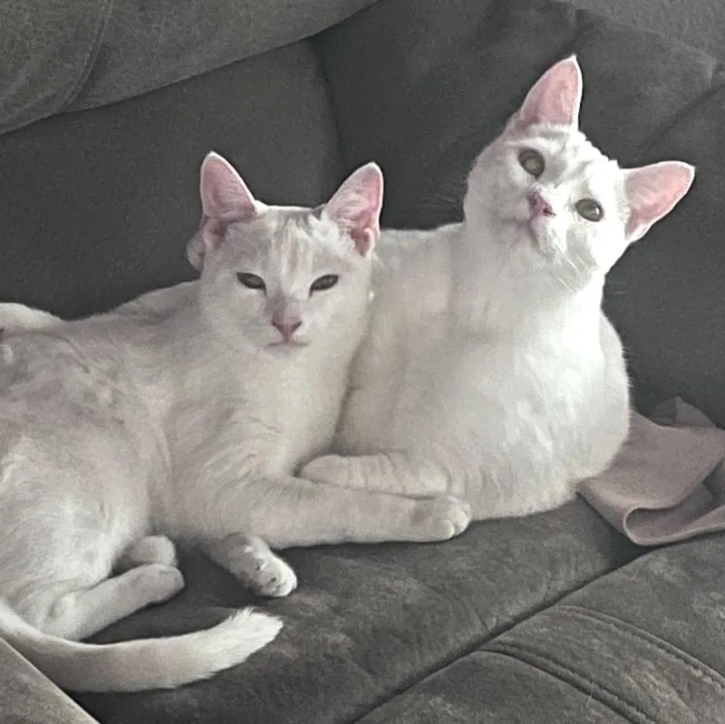 Laura’s Brothers thumbnail 4