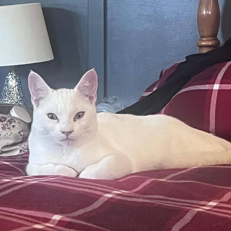 Laura’s Brothers thumbnail 5