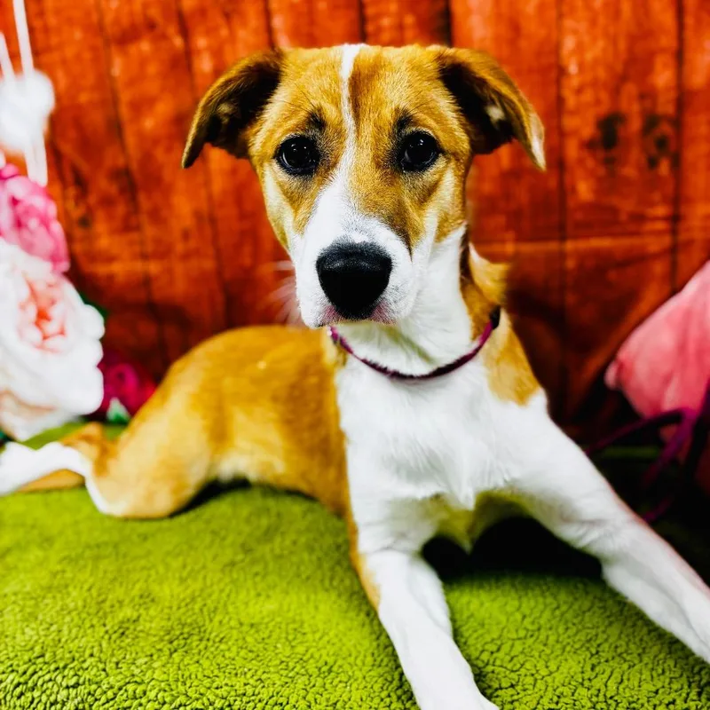 A young small-sized female Sable Mixed Breed dog named Sally Socks for adoption in Lebanon, MO