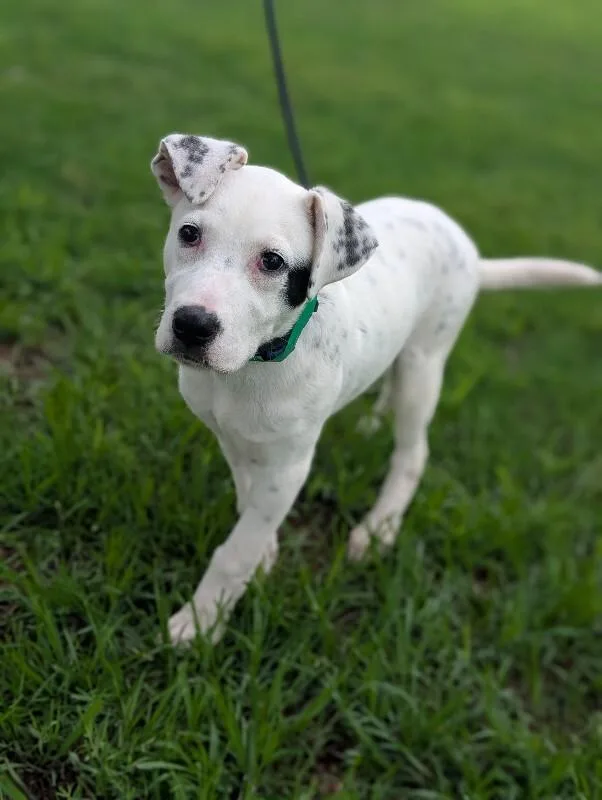 A baby medium-sized male White / Cream Pointer dog named Tex for adoption in Aiken, SC