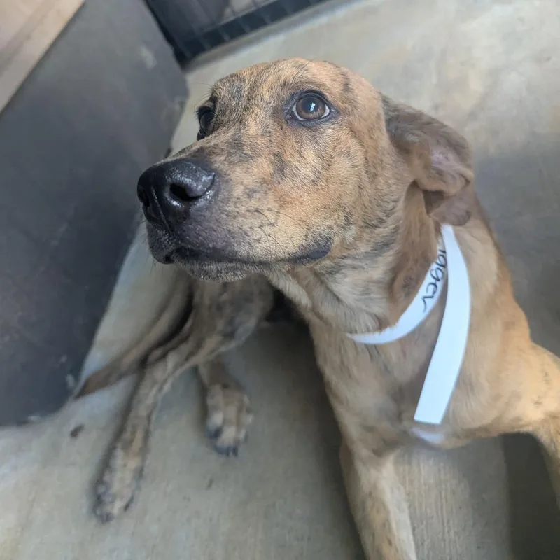 A baby medium-sized male Plott Hound dog named Tigger for adoption in Birmingham, AL