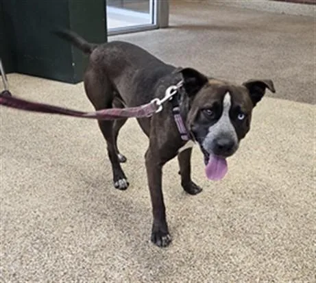An adult large-sized male Pit Bull Terrier dog named Westley for adoption in Los Angeles, CA
