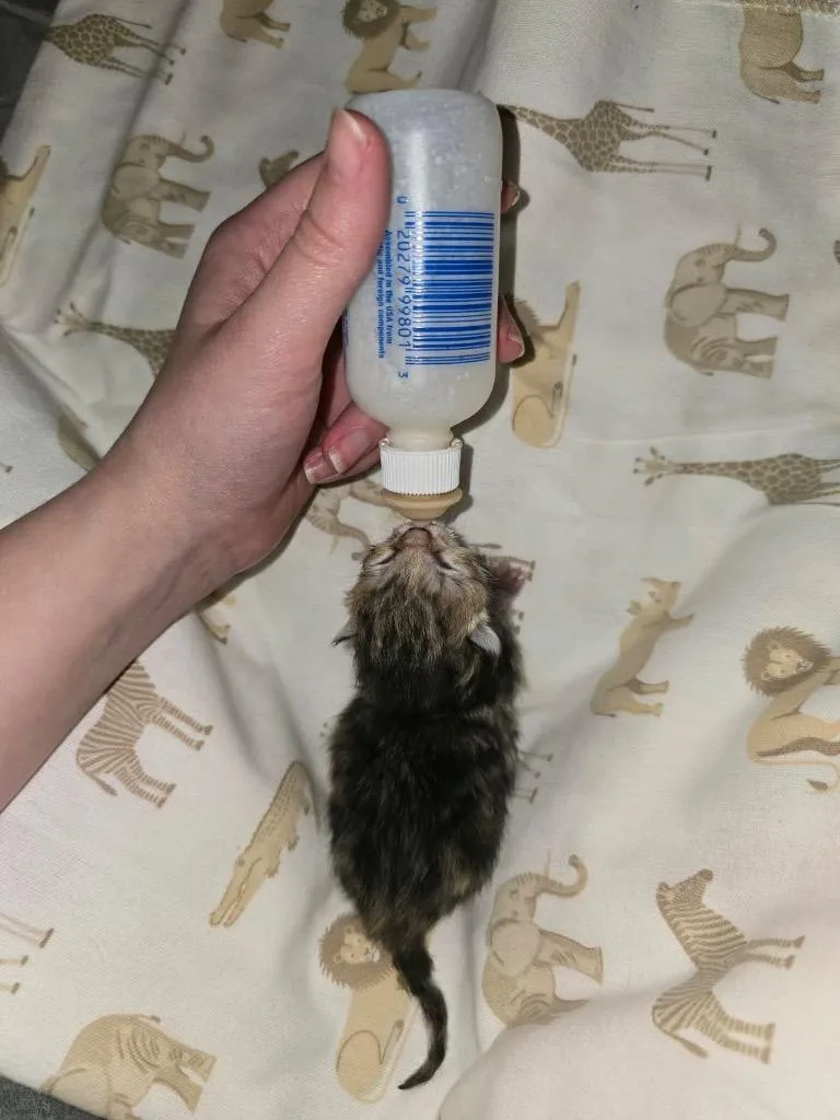 A baby medium-sized female Domestic Short Hair cat named Willow for adoption in Johnson City, TN