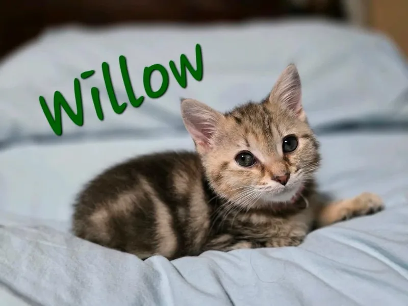 Willow thumbnail 2