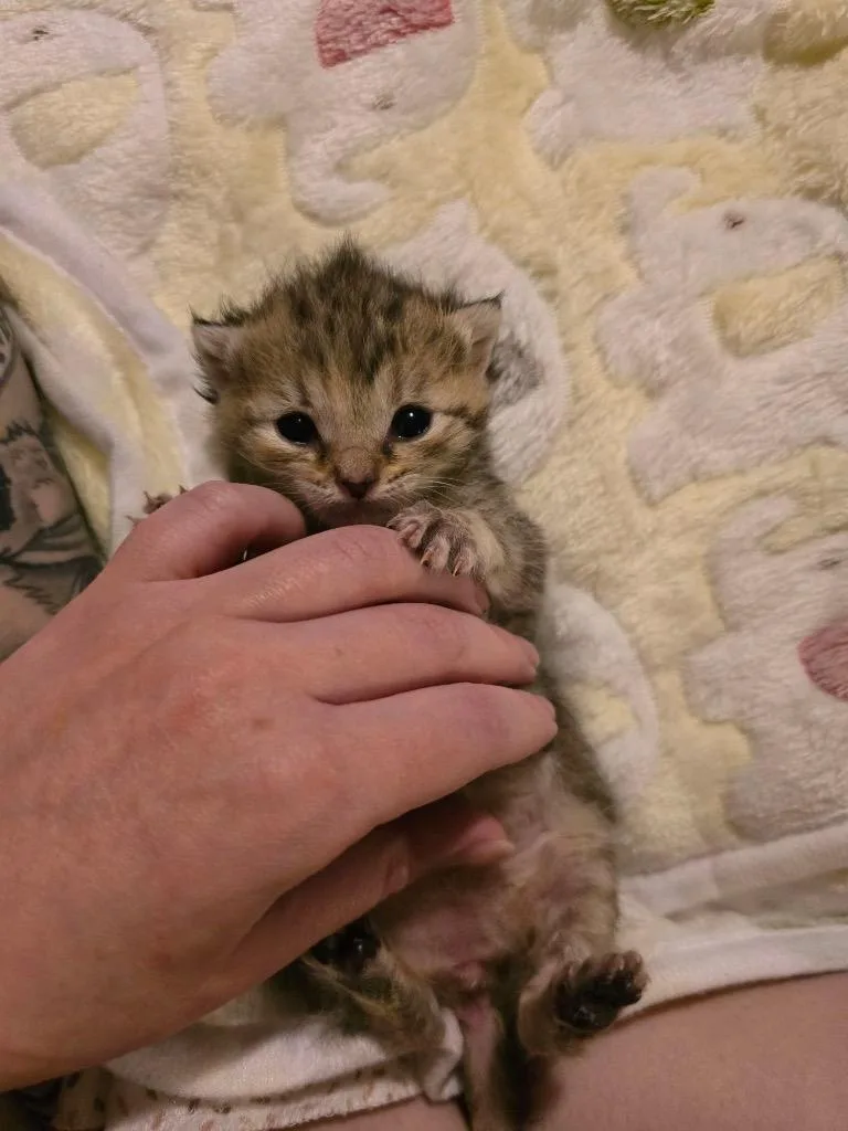 Willow thumbnail 3