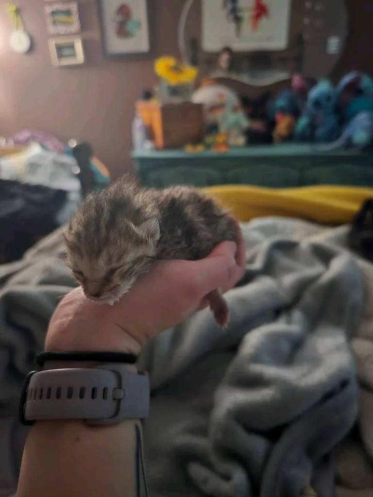 Willow thumbnail 5