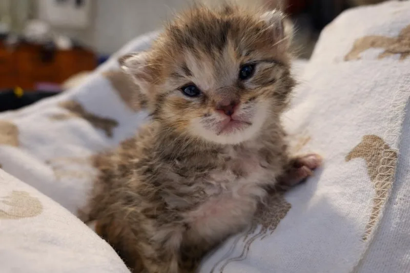Willow thumbnail 6