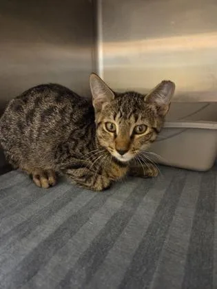 A baby small-sized male Domestic Short Hair cat named Pete for adoption in Dothan, AL