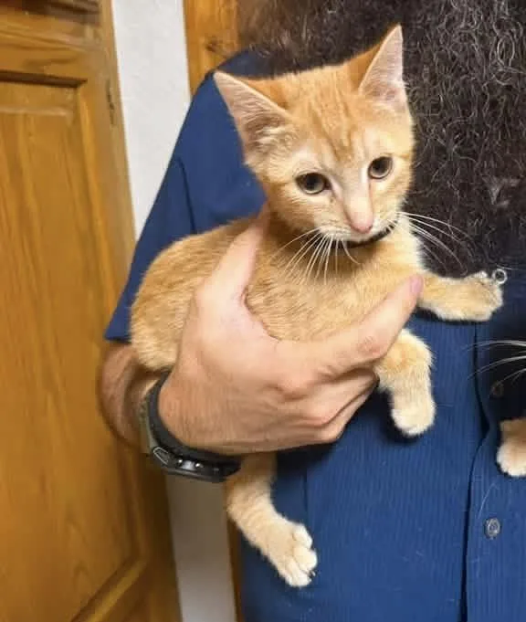 A baby medium-sized male Tabby (Orange / Red) Domestic Short Hair cat named Ron for adoption in Oklahoma City, OK