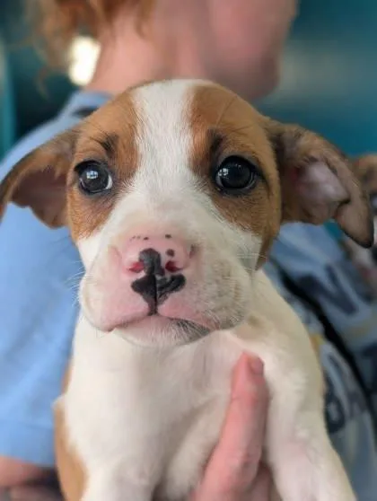 A baby small-sized female Border Collie dog named Rumi for adoption in La Harpe, KS
