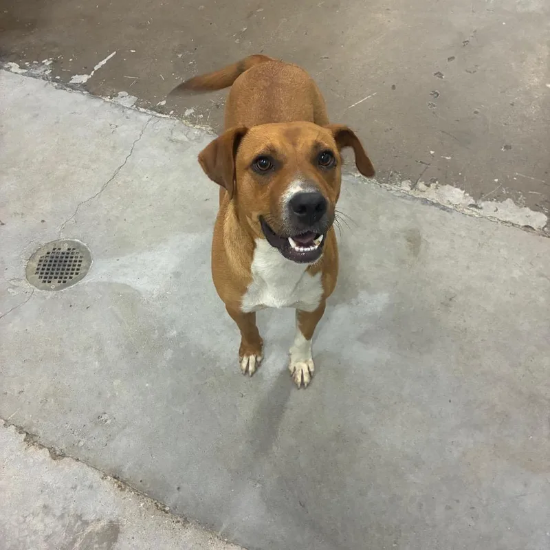 A young medium-sized female Red / Chestnut / Orange Mixed Breed dog named Nutmeg for adoption in Corbin, KY