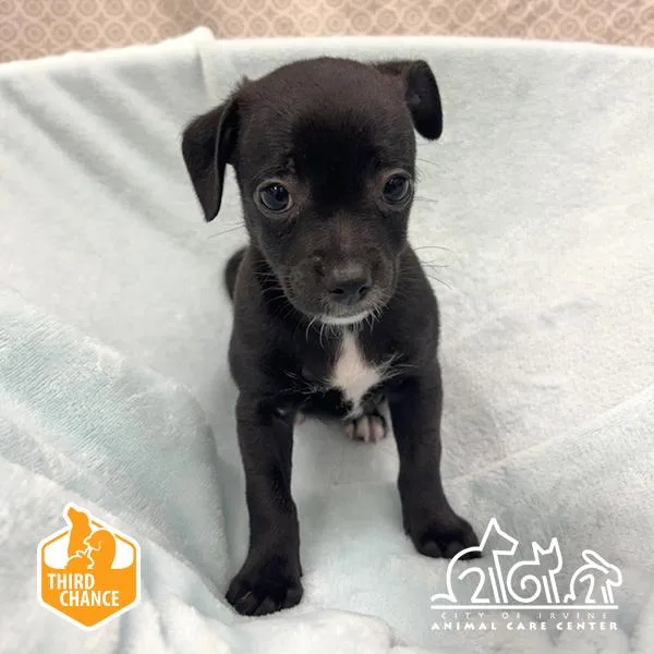 A baby small-sized male Chihuahua dog named Bean for adoption in Irvine, CA