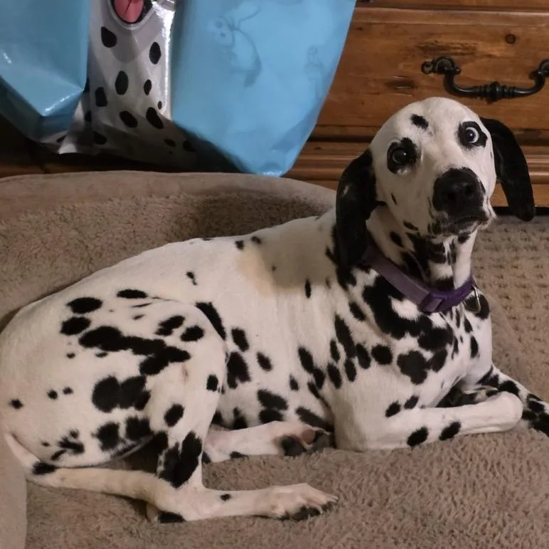 Ella
