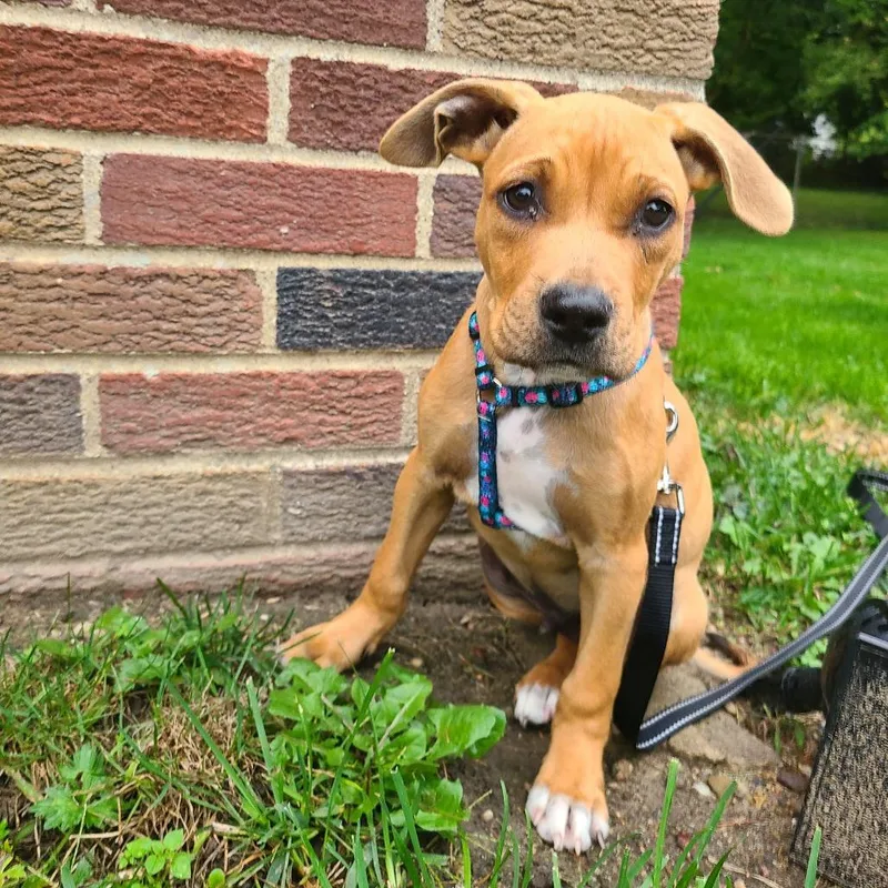 A baby medium-sized male Pit Bull Terrier dog named Mario for adoption in Northville, MI