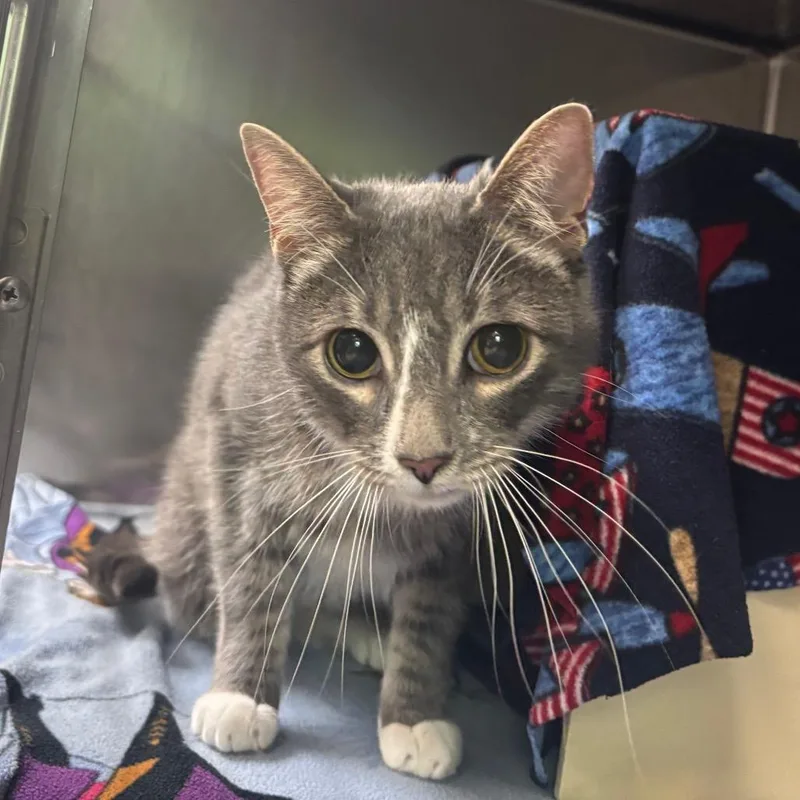 An adult large-sized male Gray / Blue / Silver Domestic Short Hair cat named Mocko for adoption in Newark, NJ