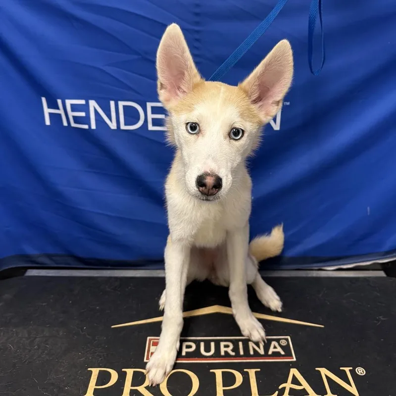 A young small-sized female Apricot / Beige Husky dog named HACCStray for adoption in Henderson, NV