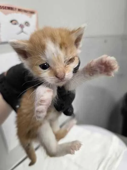 A baby small-sized female Domestic Short Hair cat named Stills for adoption in Sevierville, TN