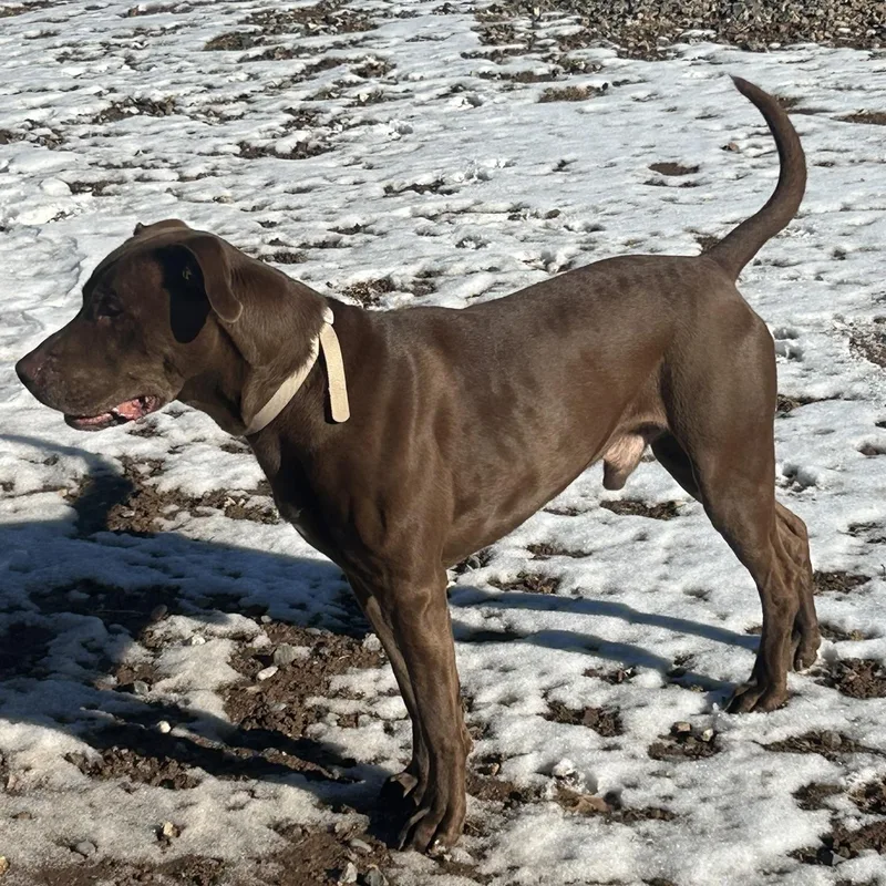 Clifford thumbnail 3