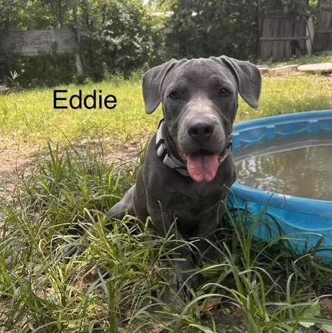 A baby medium-sized male Gray / Blue / Silver Labrador Retriever dog named Eddie for adoption in Williston, VT