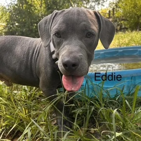 Eddie thumbnail 2