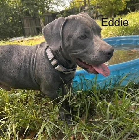 Eddie thumbnail 3