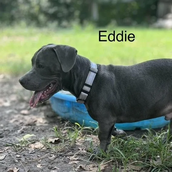Eddie thumbnail 5