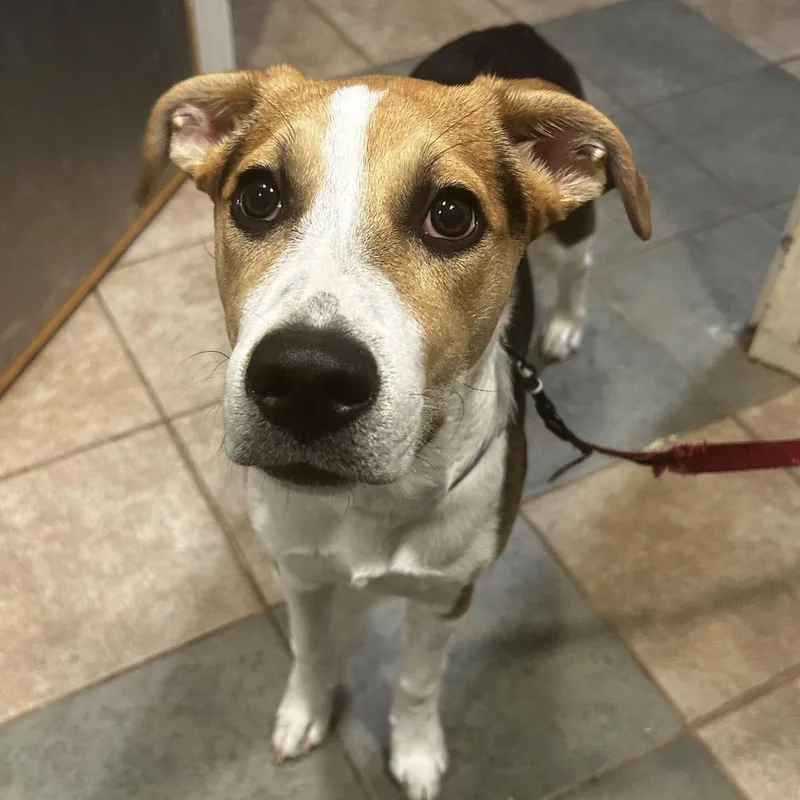 A baby medium-sized male Black Mixed Breed dog named Kon for adoption in Chattanooga, TN
