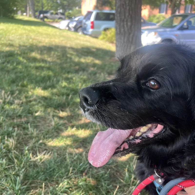 A senior medium-sized male Black Cocker Spaniel dog named Rallo for adoption in Ellicott City, MD