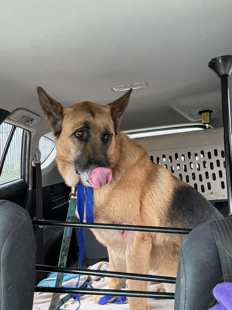 A young large-sized male Bicolor German Shepherd Dog dog named Rufus for adoption in Naperville, IL