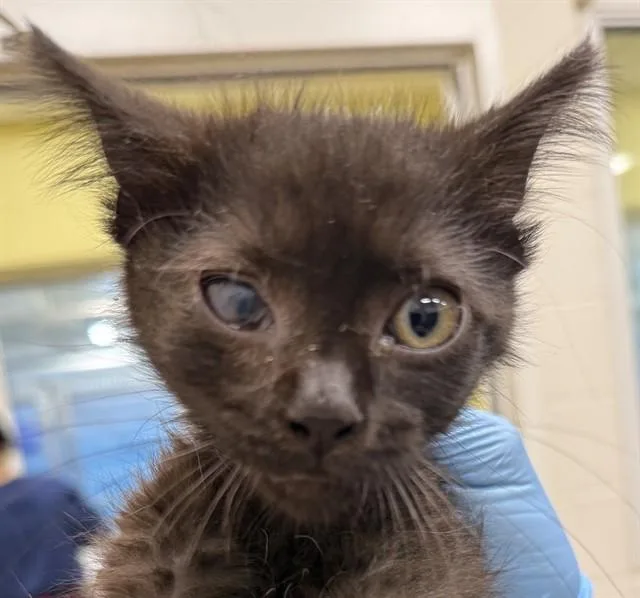 A baby small-sized male Domestic Medium Hair cat named Bugsy for adoption in Upper Marlboro, MD