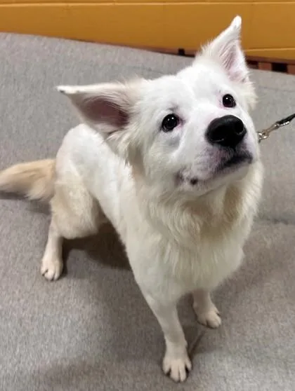 An adult medium-sized male Shepherd dog named Ford for adoption in Downers Grove, IL