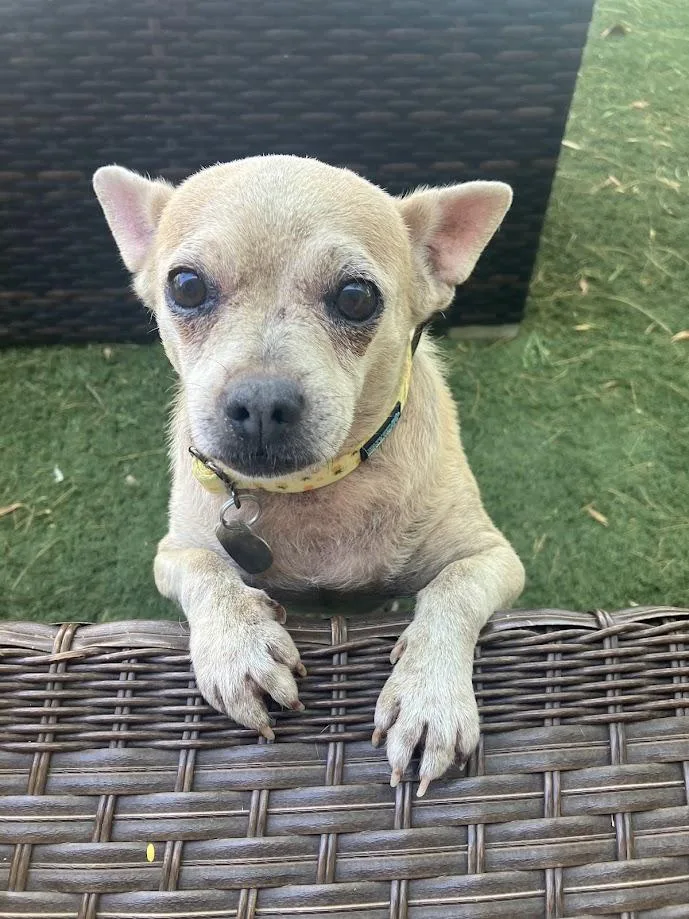 A senior small-sized female Yellow / Tan / Blond / Fawn Chihuahua dog named Chiquita for adoption in Scottsdale, AZ