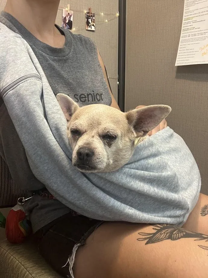 Chiquita thumbnail 3