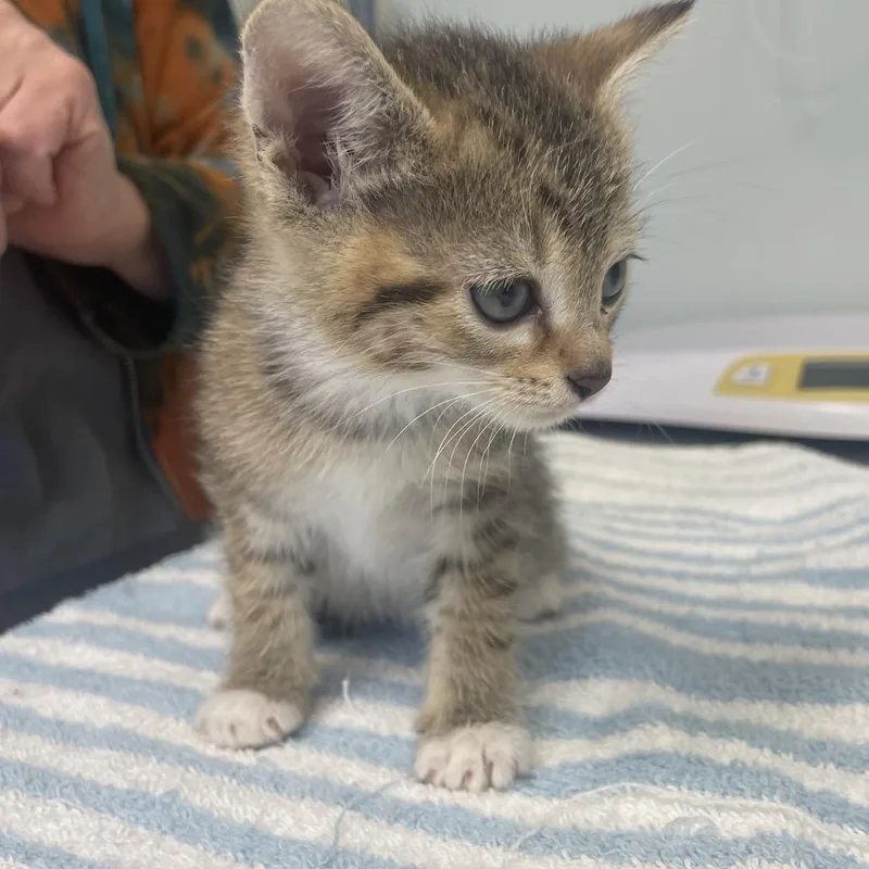 A baby small-sized female Domestic Short Hair cat named Melody for adoption in Cumming, GA