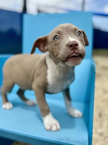 A baby small-sized female Pit Bull Terrier dog named Sidekick for adoption in New Orleans, LA