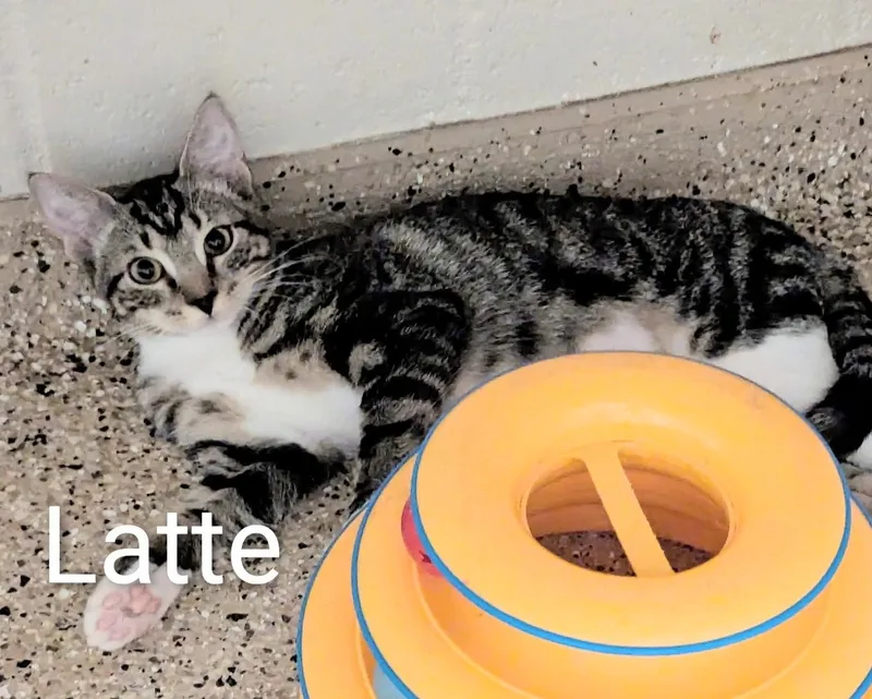 A baby medium-sized female Tabby (Brown / Chocolate) Domestic Short Hair cat named Latte for adoption in Fort Myers Beach, FL