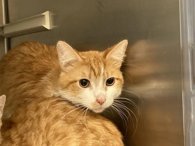 A young large-sized male Domestic Short Hair cat named Buddy One for adoption in Tustin, CA