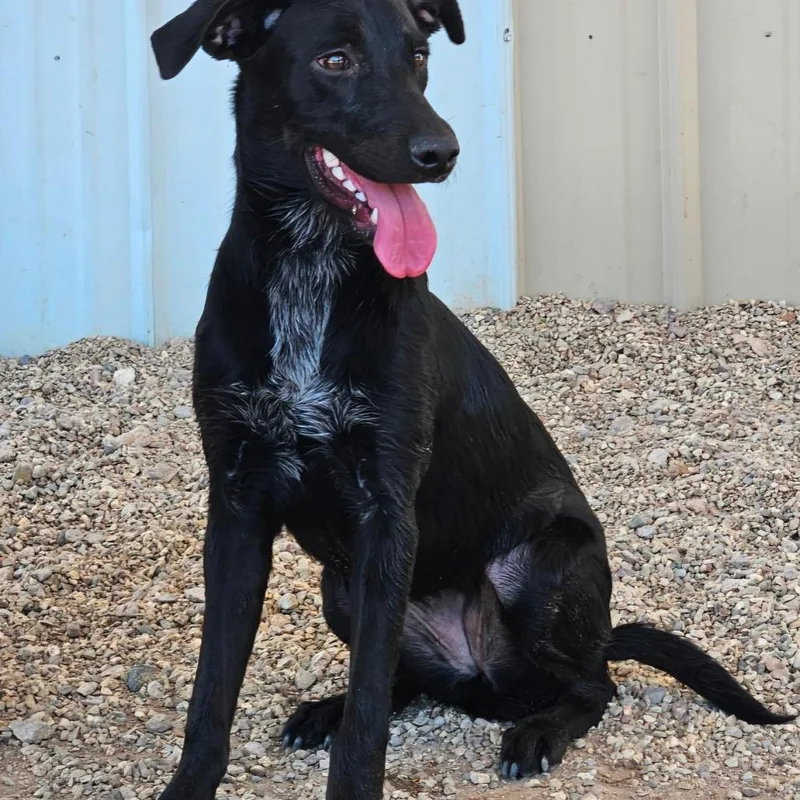 A young medium-sized female Black Mixed Breed dog named Charm for adoption in Wickenburg, AZ