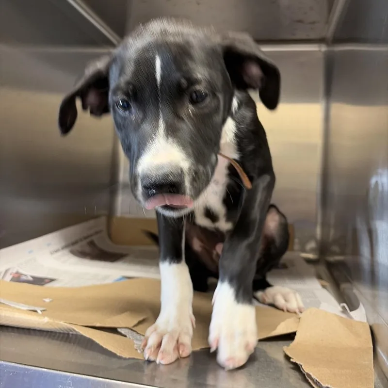 A baby small-sized male Black Mixed Breed dog named Tx Fez for adoption in Port Washington, NY